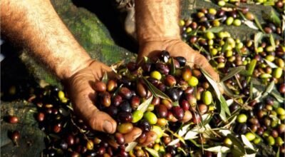 zeytin-organikciyizbiz-768x510