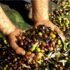 zeytin-organikciyizbiz-768x510